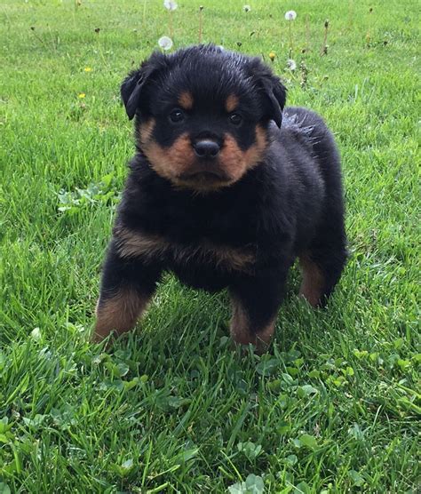 Male (s) and Female (s) Age: 8 Weeks Old. Location: USA PHILADELPHIA, PA, USA. Distance: Aprox. 83.2 mi from York. i have a litter of rottweiler puppies for sale, Sire is listed at 165 at time of this ad, Serbian imported., AKC registered, Hip certified and DNA by AKC, and Dame id listed at... Tags: Rottweiler pups.